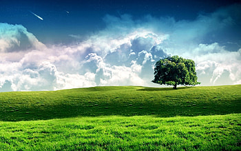 Tree, grass, sky, cloud HD wallpaper