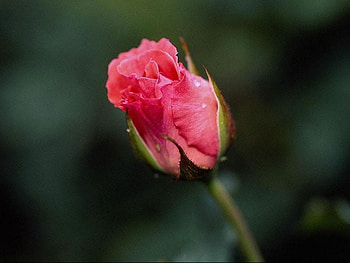 unbloomed rose for my fans, rose, unblooomed, pink, awesome HD wallpaper