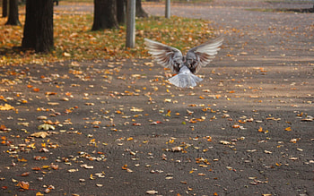 Animals, Birds, Pigeons HD wallpaper