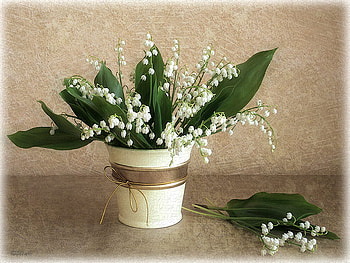 still life, bouquet, gentle, graphy, vase, beautiful, nice, elegant, flower, cool, flowers, , harmony HD wallpaper