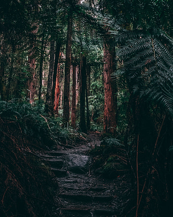 Nature, Trees, Fern, Forest, Path, Tropics, Jungle HD phone wallpaper
