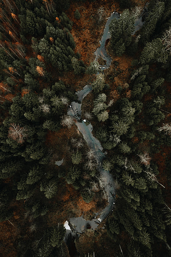 Nature, Rivers, Trees, Autumn, View From Above, Forest HD phone wallpaper