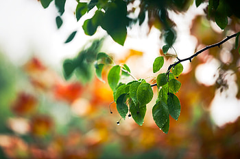 Plants, Leaves HD wallpaper