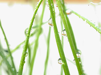 Drops, Macro, Light, Bright, Branches, Moisture, Light Coloured HD wallpaper