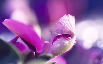 Drops, Flower, Macro, Light, Light Coloured, Petal HD wallpaper