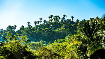 Vibrant tropical jungle scene featuring lush greenery and palm trees under a clear blue sky. HD wallpaper