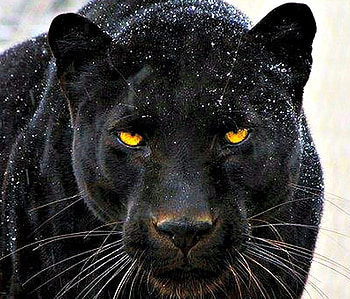 Black Panther, Animals, Black, Cats, Panther HD wallpaper