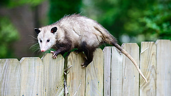 Opossum trapping, Wildlife management, Pest control solutions, Humane techniques HD wallpaper
