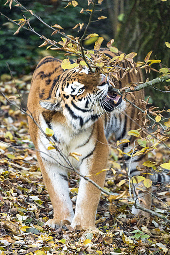 Animals, Branch, Predator, Big Cat, Tiger, Fangs HD phone wallpaper