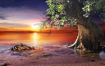 sunset lake, sand, water, sunset, tree, beach, rock HD wallpaper