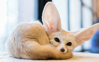 Fennec fox, , Full , Captivating eyes HD wallpaper