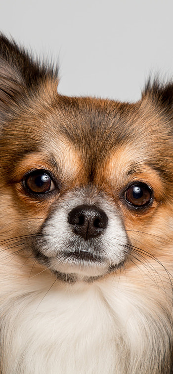 Chihuahua with a cute muzzle , Stunning , High-definition background, Adorable pet HD phone wallpaper