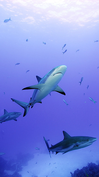 Shark, Adorable, Shark Fish HD phone wallpaper