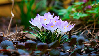 Plants, Flowers HD wallpaper