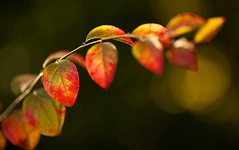 Plant, Macro, Sheet, Leaf, Branch HD wallpaper