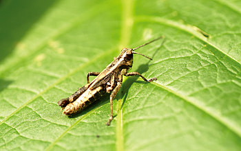 Insect, bug HD wallpaper
