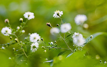Flowers, Blur, Smooth, Greens, Field HD wallpaper