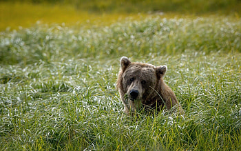Animals, Grass, Background, Bear, Field, Head HD wallpaper