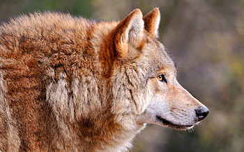 Animals, Muzzle, Predator, Wolf, Sight, Opinion, Profile HD wallpaper