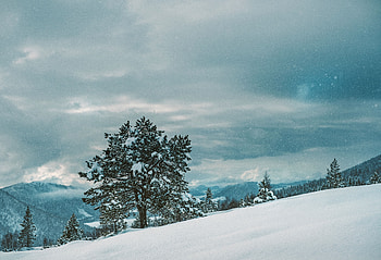 Winter, Nature, Snow, Wood, Tree HD wallpaper