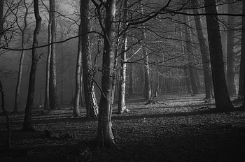 Nature, Trees, Forest, Branches, Bw, Chb HD wallpaper
