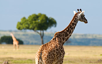 Animals, Desert, Giraffe, Africa, Back HD wallpaper