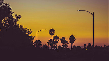 Palm Trees Silhouette Twilight Street Lights Dark Background Dark Background HD wallpaper