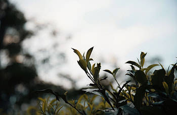 Leaves, Bush, Plant, Macro, Branches HD wallpaper
