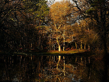Reflection in the forest, black, colors, brown, reflection, trees, autumn, woodland, water, places, white, woods, popular, sesons, forests, green, branches, nature, sky, trunks HD wallpaper