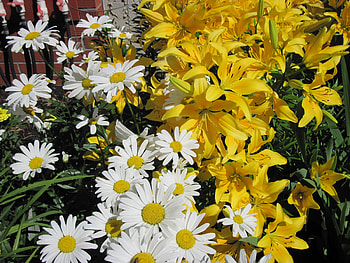 Flowers on a walking day 11, white, Lily, graphy, yellow, green, Flowers, garden, Daisy HD wallpaper