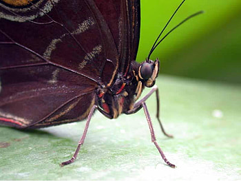Butterfly, animal, wings, closeup HD wallpaper