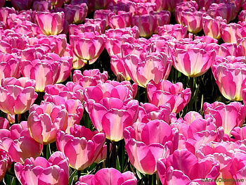 Field of Pink Tulips, pink, flowers, tulips, field HD wallpaper