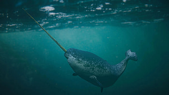 Arctic narwhal, Noisy environment, Silent creatures, Marine wonder HD wallpaper