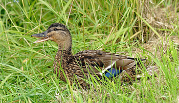 Animals, Grass, Bird, To Lie Down, Lie, Duck HD wallpaper