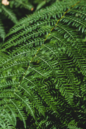 Plant, Macro, Fern, Branch HD phone wallpaper