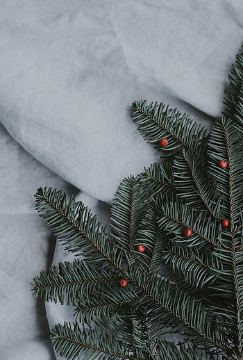 Winter, Miscellanea, Miscellaneous, Texture, Branch, Spruce, Fir, Rowan HD phone wallpaper