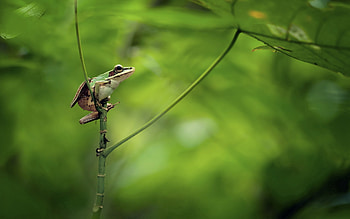 Animals, Nature, Background, Frog HD wallpaper