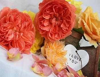 Say it with Flowers, peach, vibrant, roses, tag, orange, pink, message, yellow, romantic, heart HD wallpaper