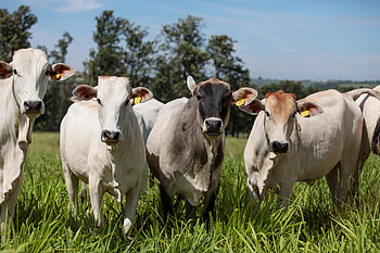 Swiss Brown, Cow HD wallpaper