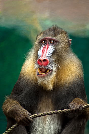 Close-up of a vibrant mandrill with striking facial features holding a rope in a zoo. HD phone wallpaper