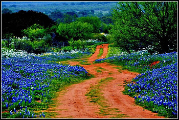 Blue Flowers, beautiful HD wallpaper