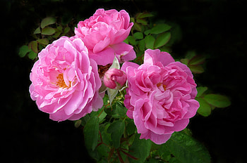 Deep pink, roses, flowers, bloom HD wallpaper