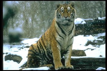 Animals, Tigers HD wallpaper