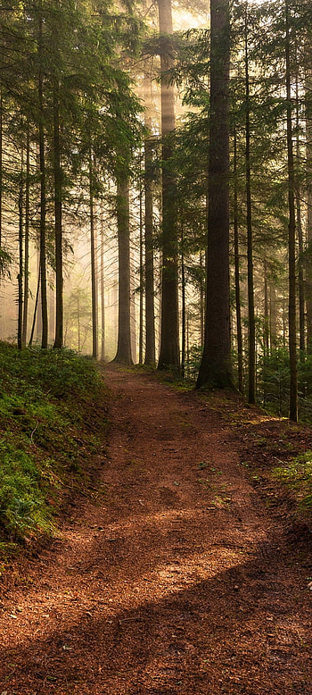 nature, path HD phone wallpaper