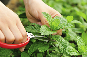 Mint plant pests, Pest control tips, Natural remedies, Organic gardening HD wallpaper