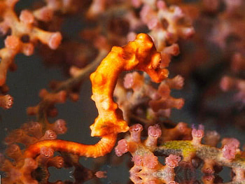 Sea Horse, sea, horse, coral, ocean HD wallpaper