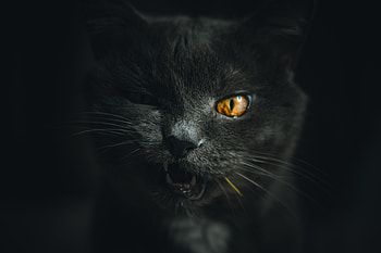 Animals, Cat, Muzzle, Pet, Grey HD wallpaper