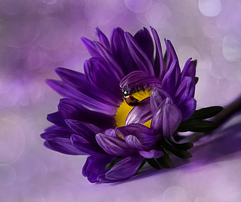 Purple Beauty, purple, ladybug, flower, lovely, beauty, macro HD wallpaper