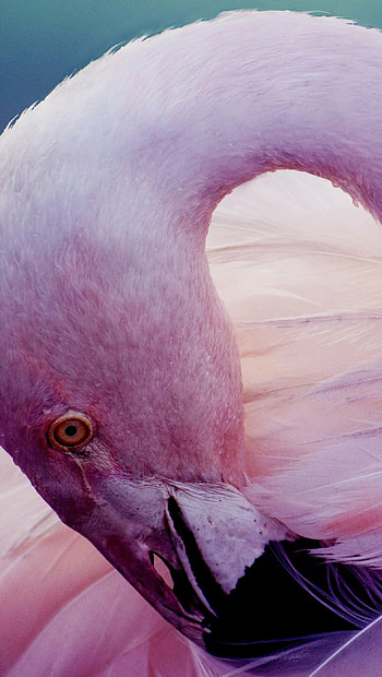 Ultra Flamingo , Meticulously detailed, Lifelike and vibrant, Flamingo beauty HD phone wallpaper