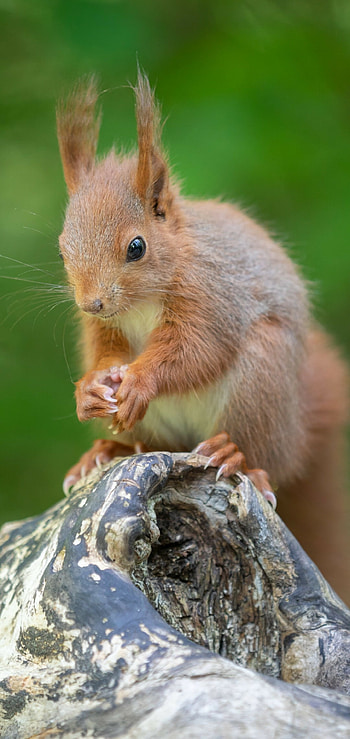 Close-up fluffy rodent, Bokeh squirrel HD phone wallpaper